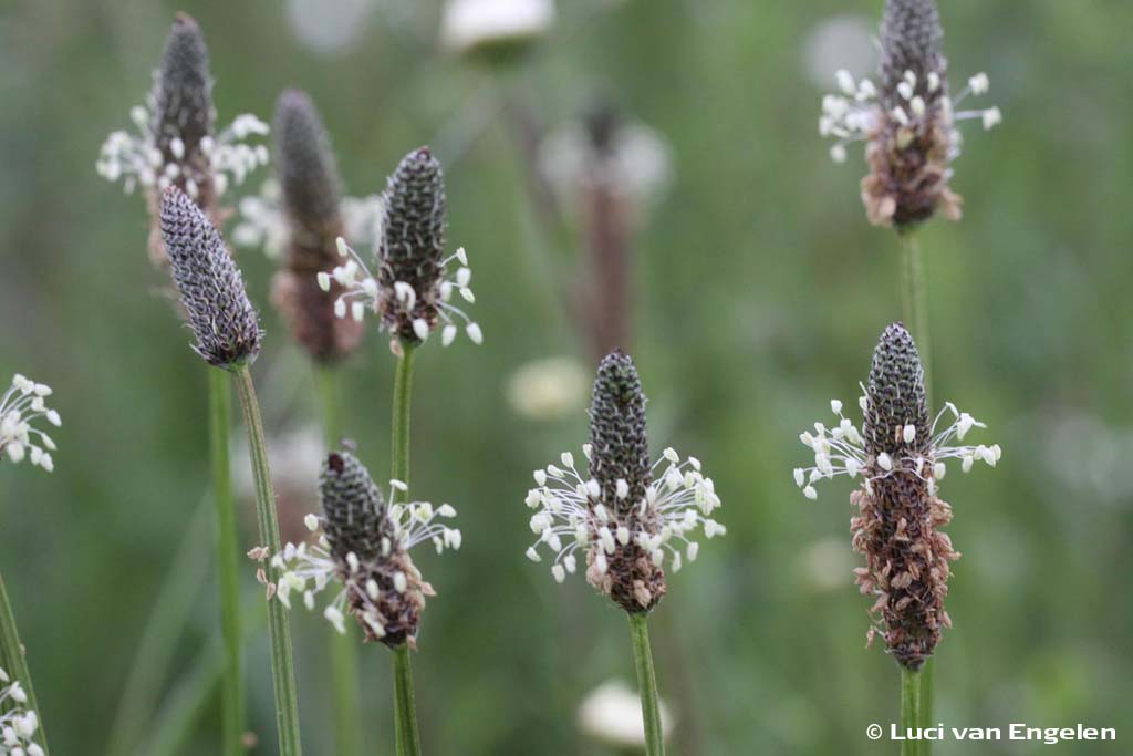 Smalle Weegbree (Plantago lanceolata)