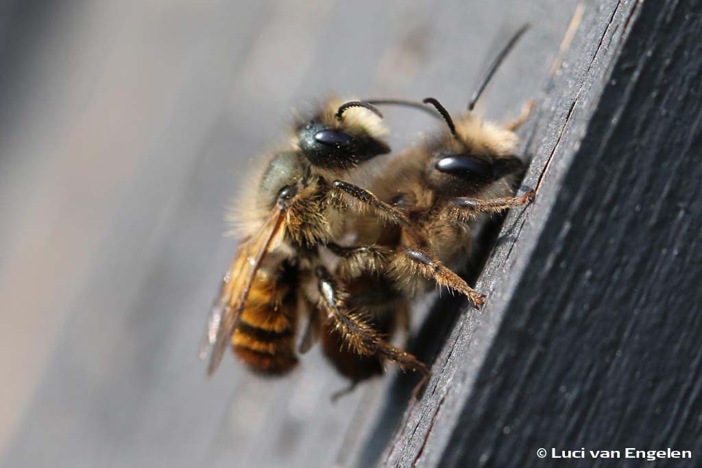 parende wilde bijen