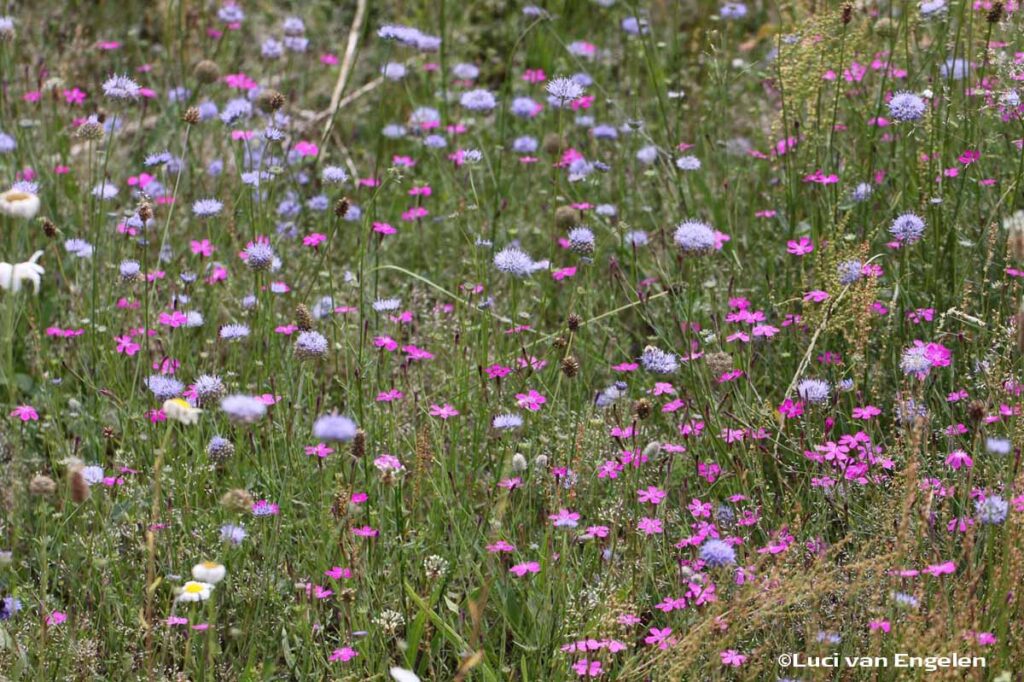 Bloemenweide op schrale zandgrond