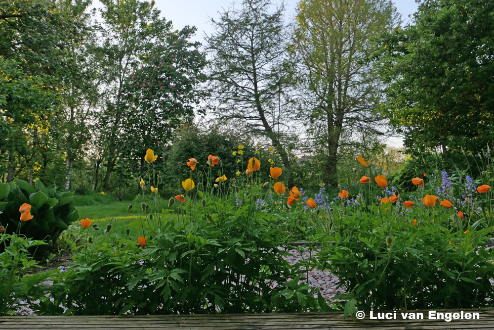 tuin omzoomd door bomen